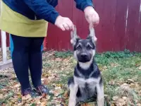 Восточноевропейская овчарка для вашей семьи, фотография 4