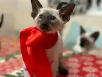 Котенок ориентальный