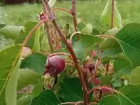 продажа участка в СНТ, деревня Демидовка, мкр Дубравино