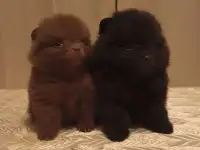 Щенки померанского шпица