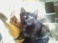 Отдам в добрые  руки ....