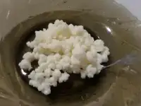 тибетский  молочный  гриб