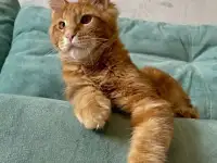 Котята породы мейн-кун, фотография 4