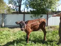 Тётка на племя