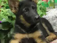 Щенок немецкой овчарки