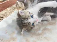 Котята ищут дом, фотография 3