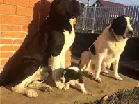 Щенки САО