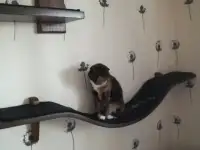 настенные полки для кошек