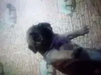 Щенки стаффа