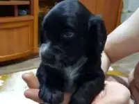 Щенки