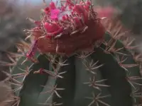 Продажа кактусов, Melocactus bahiensis f. New Zealand от Horst Kuenzler, фотография 2