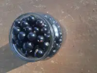Чёрная смородина