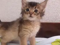 КОТЯТА, фотография 2