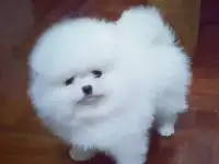 magan