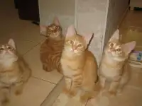 курильские мальчики и девочка, фотография 6