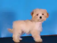 мальтипу Ф1 щенки мини и микро, фотография 7