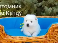 Японский шпиц.