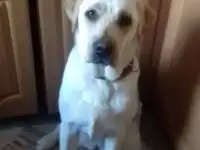 Лабрадетки