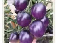 Семена