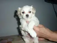 мальтийские болонки