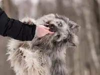 Красивая собака в добрые руки., фотография 2