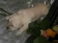 Породистые щенки голден ретривера