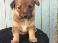 щенки