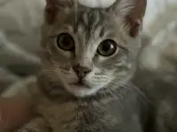 Ласковый Компаньон