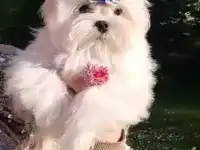 Мальтезе (балонка)