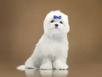 Щенки мальтийской болонки