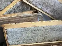 Сотовый мёд  мёд в сотах