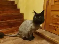 Стрижка кошек с выездом на дом, фотография 4