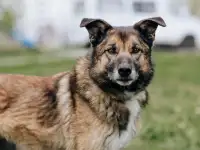 Собака Джесси ищет дом