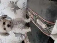 Щенок белый, фотография 4