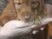 Щенки английского спаниеля