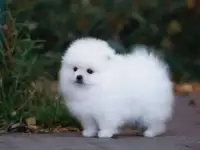 шпиц, фотография 3