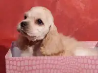 Щенки безумной красоты