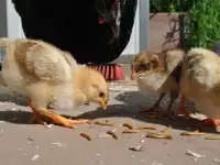 Мучной живой червь, фотография 4