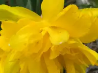 нарциссы многолетние, фотография 6