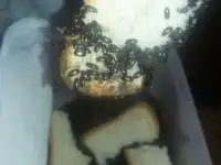 продам жуков лекарей срочно