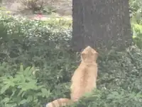 Котёнок на дереве