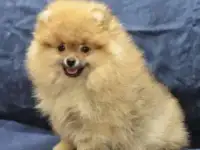 Вот такой щенок шпиц