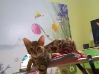 Котята-бенгалы невольерного разведения
