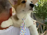 щенки Вельш Корги Пемброк