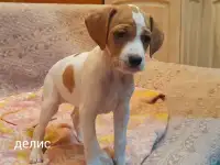 продаются щенки пойнтер, фотография 2