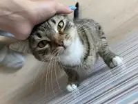 Кошечка в добрые руки, фотография 3