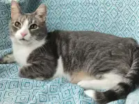 Маркиз ищет дом
