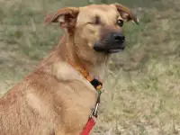 Сухарик ищет дом!