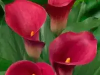 Продам клубни каллы, фотография 5