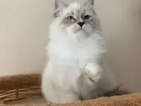 Невские Маскарадные котята